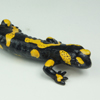 Zdjęcie: salamandra.jpg